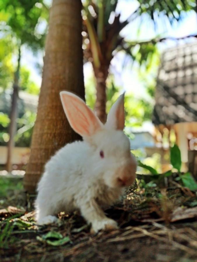 Follow The Rabbit Bungalow Gili Air Esterno foto
