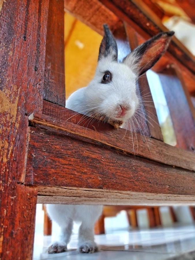 Follow The Rabbit Bungalow Gili Air Esterno foto