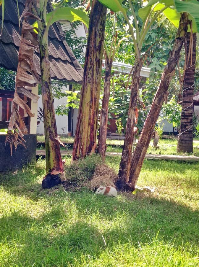 Follow The Rabbit Bungalow Gili Air Esterno foto